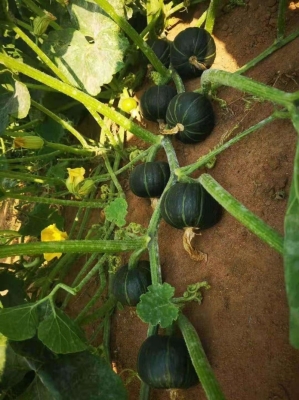 赤峰貝貝南瓜批發(fā)電話地址查詢-第1張圖片