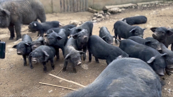 赤峰黑豬販運(yùn)電話號(hào)碼查詢地址-第1張圖片