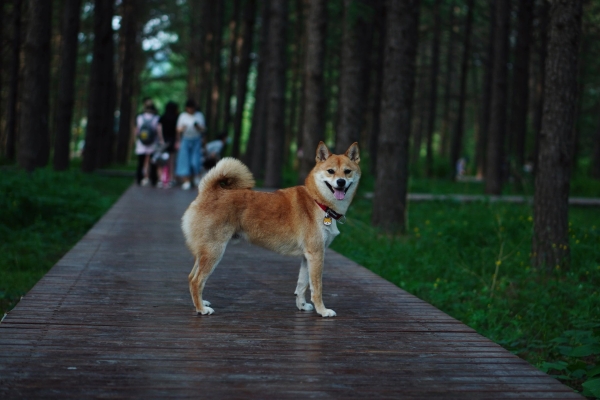 赤峰回收寵物電話多少號-第1張圖片
