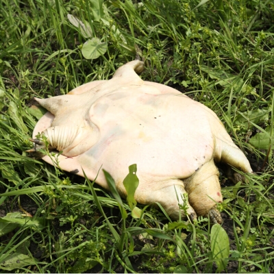 赤峰水產(chǎn)甲魚店電話號碼查詢-第1張圖片