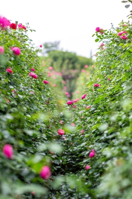 赤峰薔薇陪玩店電話地址查詢-第1張圖片