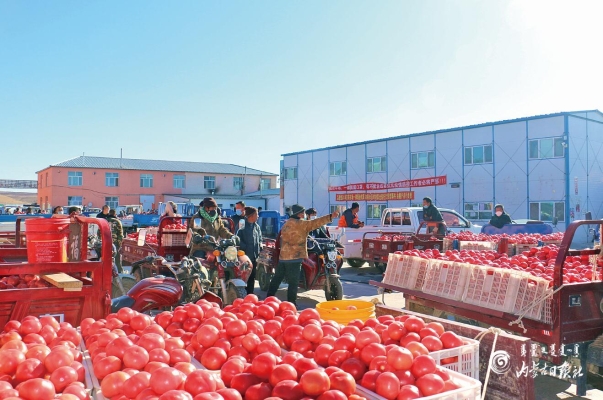 赤峰賣小柿子的電話地址是多少-第1張圖片