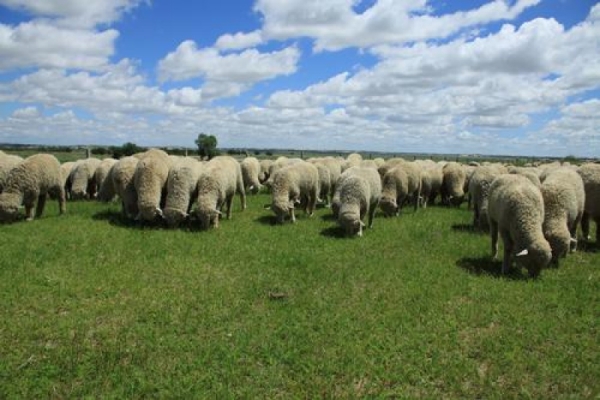 赤峰收羊經(jīng)紀人電話-第1張圖片