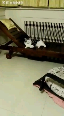 赤峰久久貓舍電話號(hào)碼查詢-第1張圖片