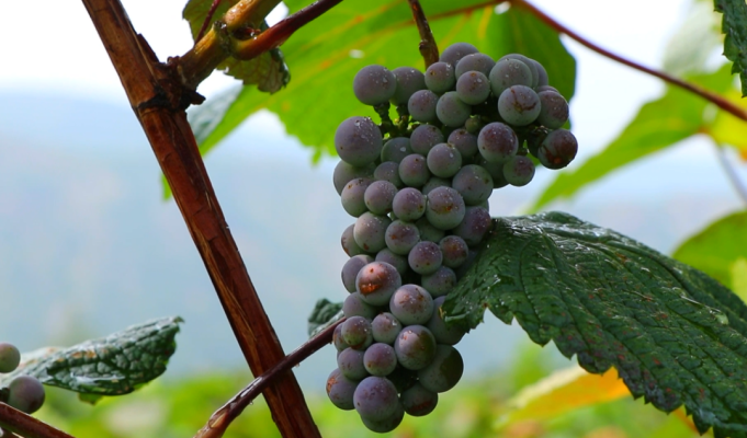 赤峰蒙鴻葡萄酒電話號碼-第1張圖片