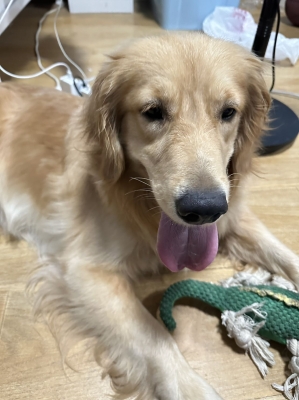 赤峰寵物領養(yǎng)平臺電話號碼-第1張圖片