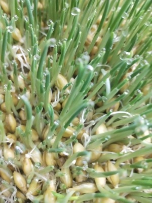 赤峰牧草鮮草廠家電話號碼-第1張圖片