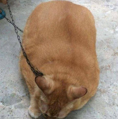 赤峰橘貓售賣電話是多少號-第1張圖片