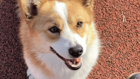 赤峰敖漢旗哪有收狗的電話號-第1張圖片