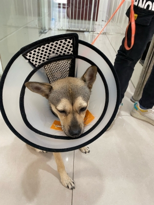 赤峰平價寵物醫(yī)院電話地址查詢-第1張圖片