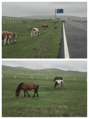 大足到赤峰專線車電話號碼-第1張圖片