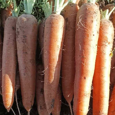 赤峰飛翁蔬菜超市電話號碼-第1張圖片