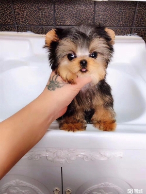 赤峰上門喂寵物狗電話號碼-第1張圖片