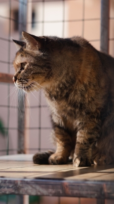 赤峰市領(lǐng)養(yǎng)流浪貓電話號碼-第1張圖片