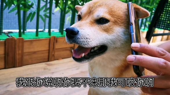 赤峰狗狗美容團(tuán)購(gòu)店電話號(hào)碼-第1張圖片