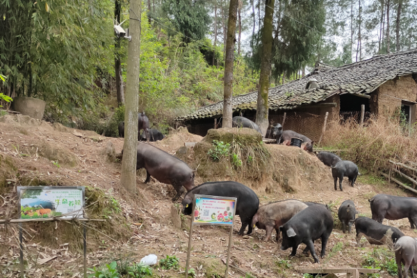 赤峰黑豬認(rèn)養(yǎng)中心電話號(hào)碼-第1張圖片