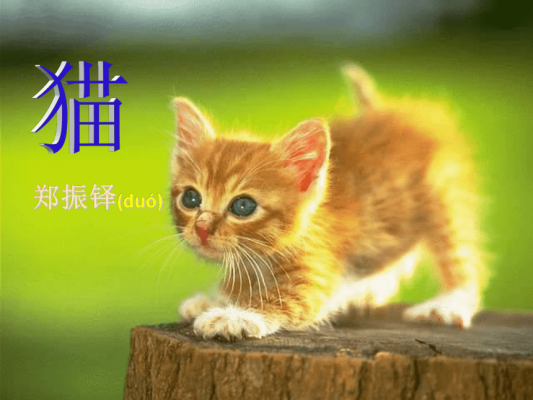 赤峰貓咪養(yǎng)殖場電話地址查詢-第1張圖片