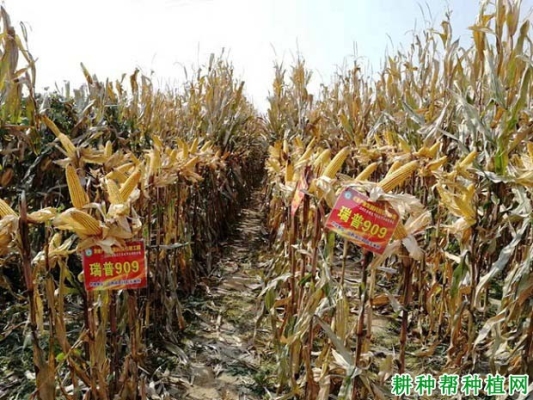 赤峰玉米磷肥廠家電話號碼-第1張圖片