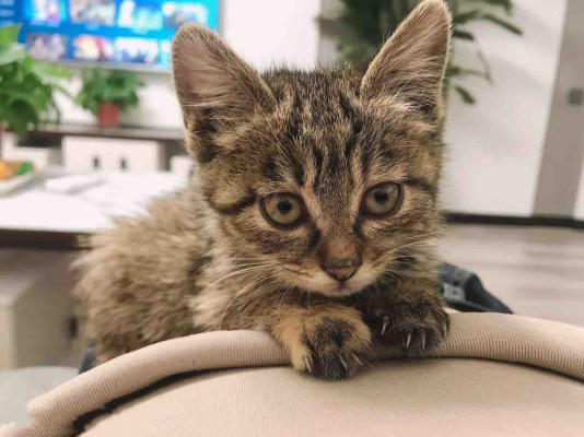 赤峰貓咪理發(fā)店電話地址查詢-第1張圖片