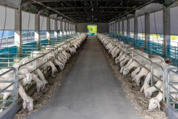 內(nèi)蒙古赤峰市羊場-第1張圖片