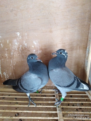 赤峰市鴿子市場電話地址查詢-第1張圖片