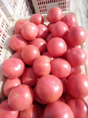 赤峰寧城縣秸稈回收電話號碼-第1張圖片