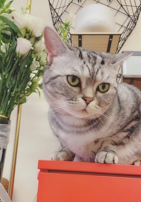 赤峰尋找虎斑貓電話地址查詢-第1張圖片