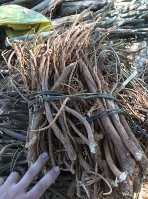 赤峰野生毛桃種植基地電話號碼-第1張圖片