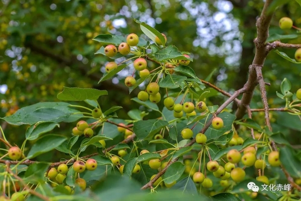 赤峰大柴木頭廠電話地址查詢-第1張圖片