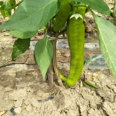 赤峰青菜配送電話號(hào)碼查詢-第1張圖片