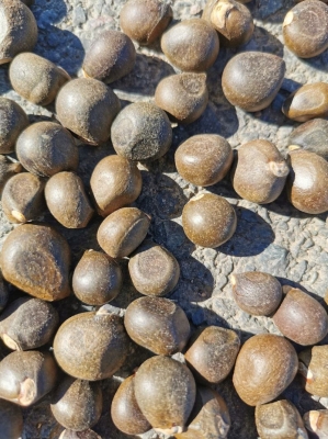 赤峰花楸苗廠家電話號碼-第1張圖片