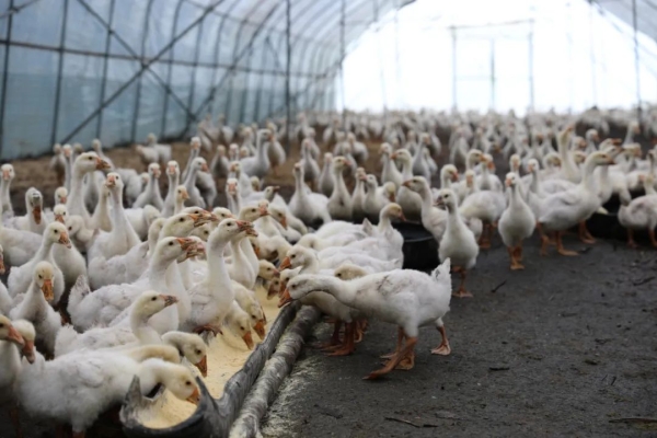 赤峰養(yǎng)鵝大棚出租電話號碼-第1張圖片