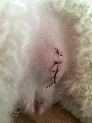 赤峰市獸醫(yī)診所電話號(hào)碼-第1張圖片