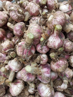 赤峰大蒜多少錢一斤-第1張圖片