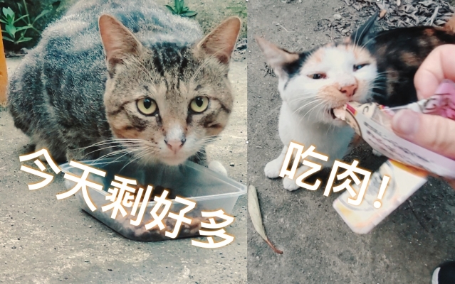 赤峰賣貓糧的電話地址是多少-第1張圖片