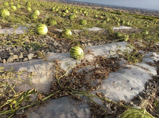 赤峰批發(fā)打瓜機電話號碼查詢-第1張圖片