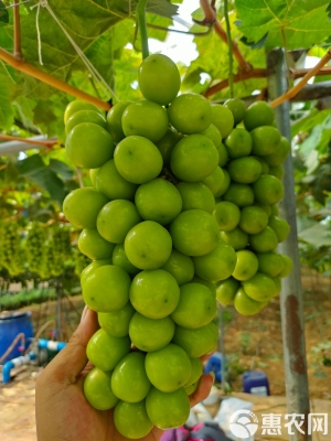 赤峰市水果批發(fā)葡萄電話號(hào)碼-第1張圖片