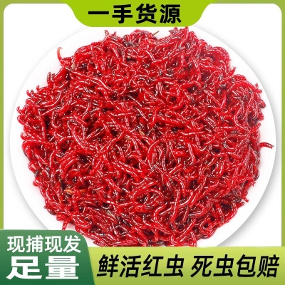 赤峰紅蟲活餌廠家地址電話號(hào)碼-第1張圖片