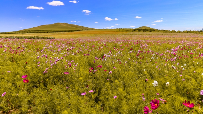 赤峰同城鮮花直播基地電話號碼-第1張圖片