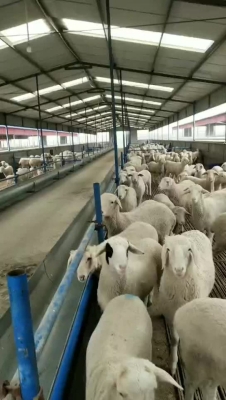 赤峰賣羊小伙電話多少號-第1張圖片