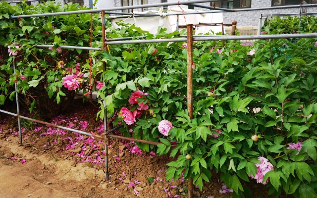 赤峰牡丹銷售電話號(hào)碼查詢地址-第1張圖片