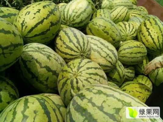 赤峰收瓜販子電話號碼多少-第1張圖片