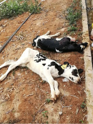 赤峰牛犢收售電話地址查詢最新-第1張圖片