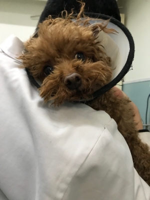 赤峰狗狗針灸醫(yī)院電話多少號(hào)-第1張圖片