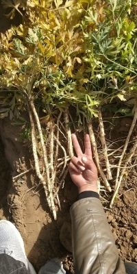 赤峰防風采收電話號碼是多少-第1張圖片