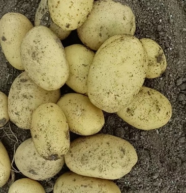 赤峰蔬菜代采點電話地址查詢-第1張圖片