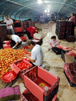 赤峰小西紅柿館電話多少號-第1張圖片