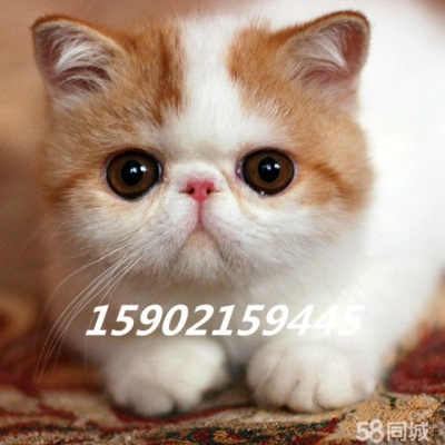 赤峰寵物貓出售同城電話號碼-第1張圖片