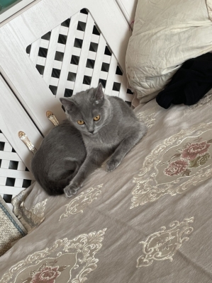 赤峰個(gè)人賣貓電話號碼多少-第1張圖片