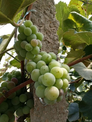 赤峰采摘葡萄園電話地址查詢-第1張圖片